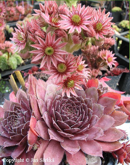 Sempervivum 'Granat'